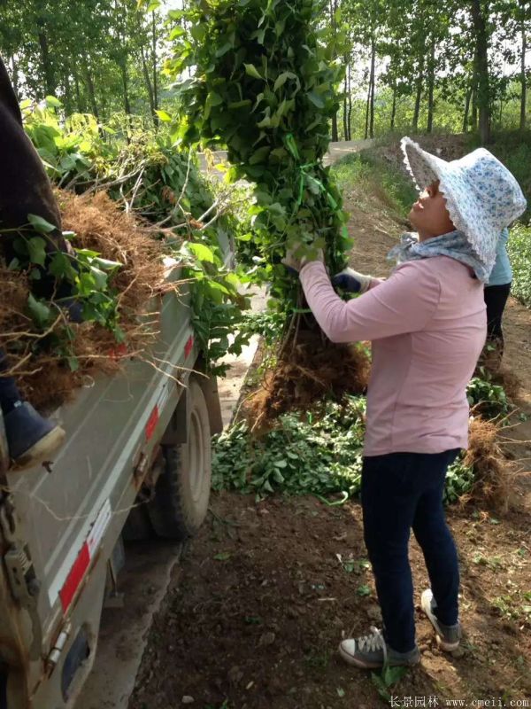 丁香圖片基地實拍 丁香圖片基地實拍
