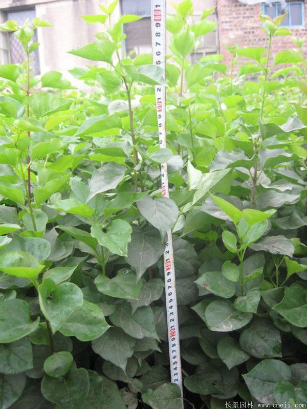 丁香圖片基地實拍 丁香圖片基地實拍