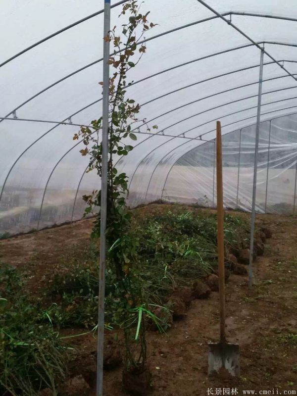 藤本月季圖片基地實拍 藤本月季圖片基地實拍