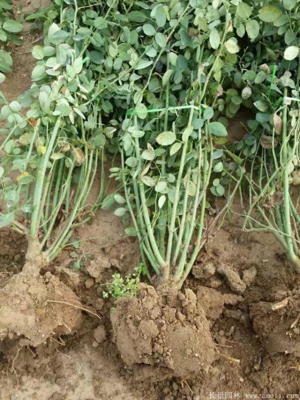 藤本月季圖片基地實拍 藤本月季圖片基地實拍