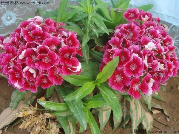 常夏石竹圖片基地實(shí)拍