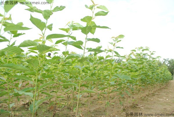 櫻花種子出苗發芽圖片 櫻花種子出苗發芽圖片