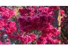 日本櫻花一共有多少個(gè)種類？