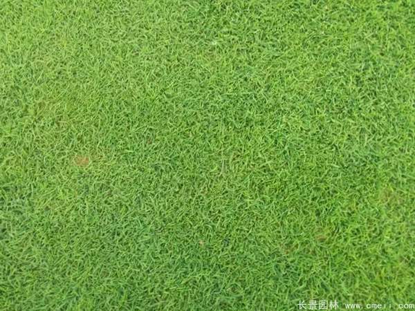 馬尼拉草坪種子發芽出苗圖片 馬尼拉草坪種子發芽出苗圖片