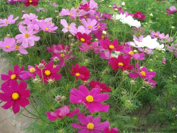 波斯菊種子發(fā)芽出苗開花圖片 波斯菊種子發(fā)芽出苗開花圖片