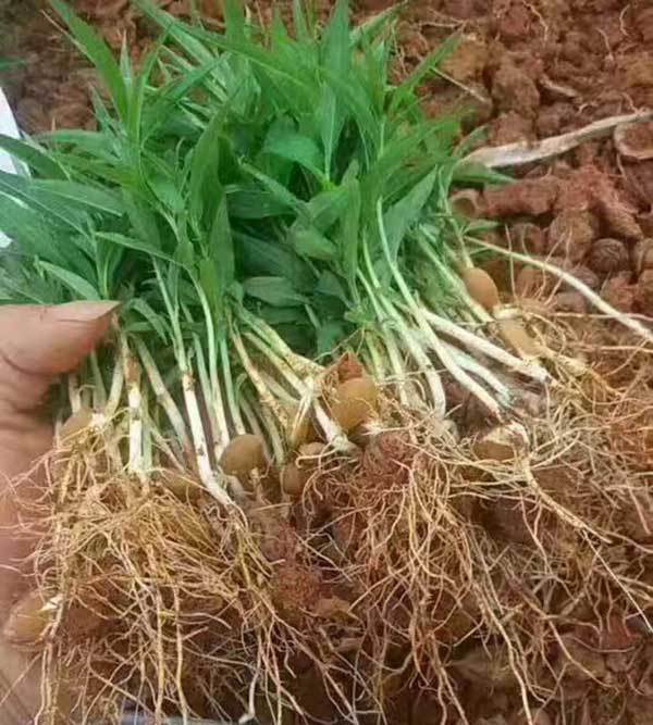 山桃種子發芽出苗圖片