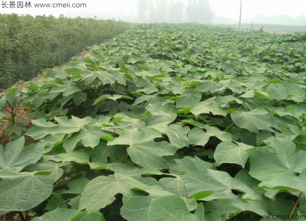 青桐種子發(fā)芽出苗圖片 青桐種子發(fā)芽出苗圖片
