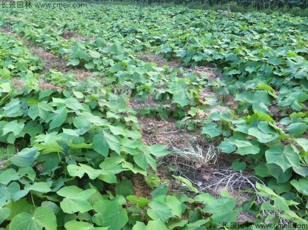 青桐種子發(fā)芽出苗圖片 青桐種子發(fā)芽出苗圖片