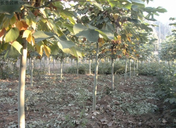 青桐種子發(fā)芽出苗圖片 青桐種子發(fā)芽出苗圖片