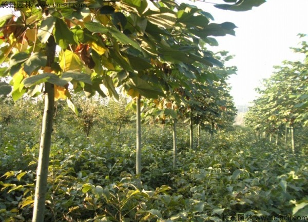 青桐種子發(fā)芽出苗圖片 青桐種子發(fā)芽出苗圖片