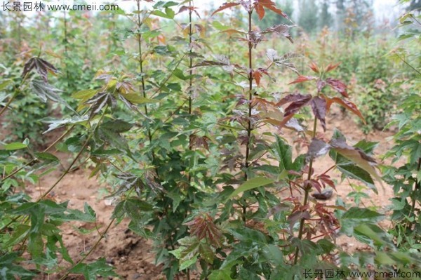 三角楓種子發(fā)芽出苗圖片 三角楓種子發(fā)芽出苗圖片