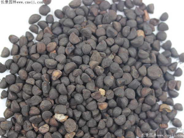 牽?；ǚN子圖片