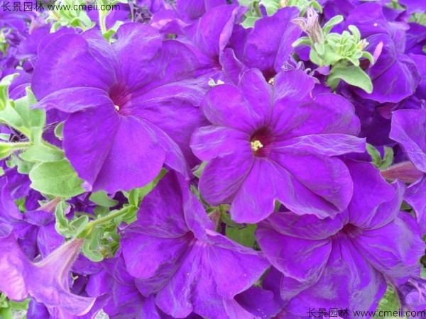 牽?；ǚN子發芽出苗開花圖片