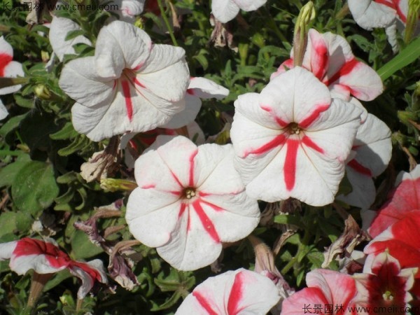 牽?；ǚN子發芽出苗開花圖片