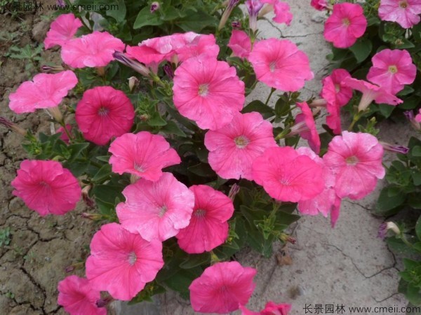 牽?；ǚN子發芽出苗開花圖片