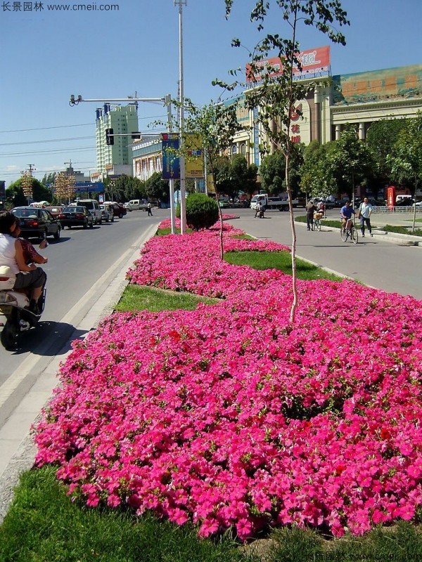 牽?；ǚN子發芽出苗開花圖片