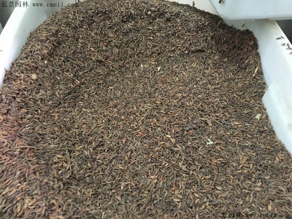 紫穗槐種子圖片