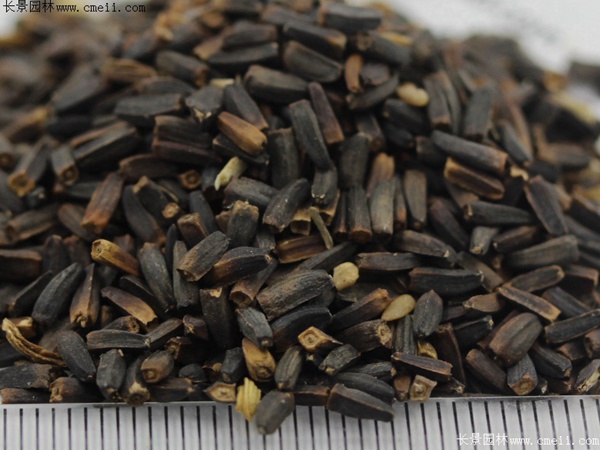 日光菊種子圖片