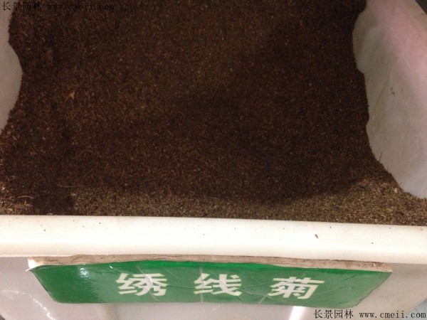 繡線菊種子圖片 繡線菊種子圖片