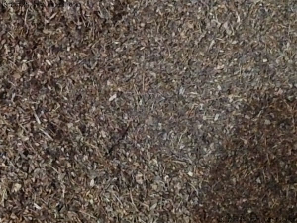 繡線菊種子圖片 繡線菊種子圖片