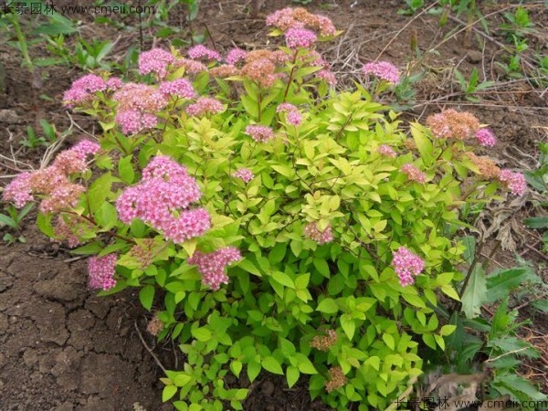 繡線菊種子發芽出苗圖片 繡線菊種子發芽出苗圖片