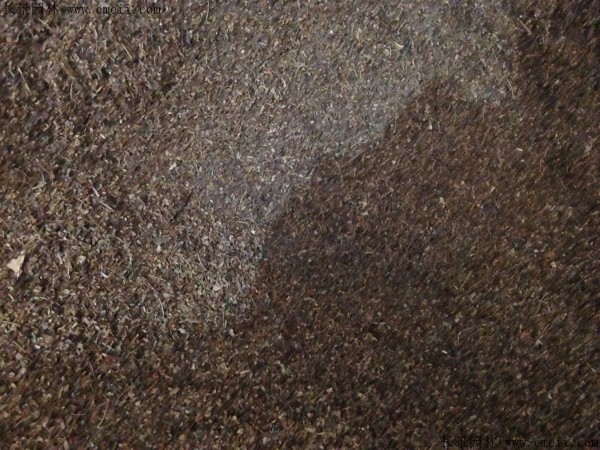 繡線菊種子圖片 繡線菊種子圖片