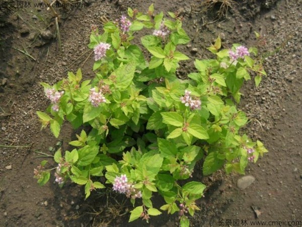 繡線菊種子發芽出苗圖片 繡線菊種子發芽出苗圖片