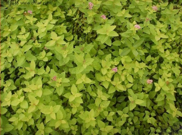 繡線菊種子發芽出苗圖片 繡線菊種子發芽出苗圖片