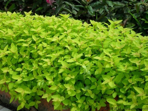 繡線菊種子發芽出苗圖片 繡線菊種子發芽出苗圖片