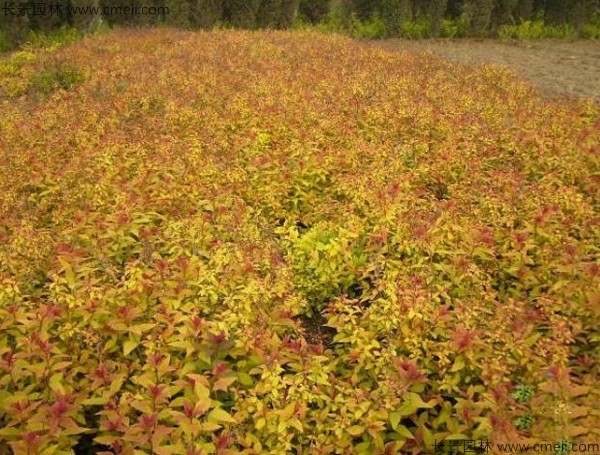 繡線菊種子發芽出苗圖片 繡線菊種子發芽出苗圖片