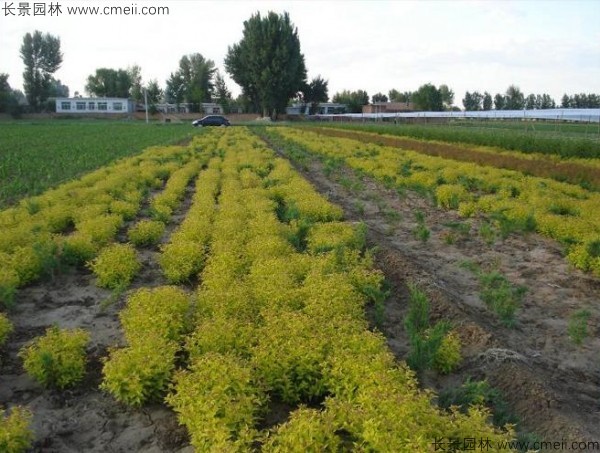 繡線菊種子發芽出苗圖片 繡線菊種子發芽出苗圖片