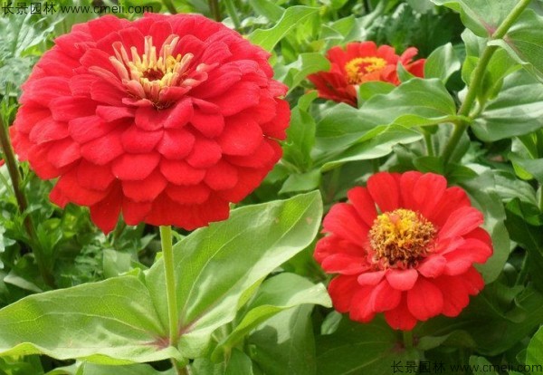 百日草種子發(fā)芽出苗開花圖片