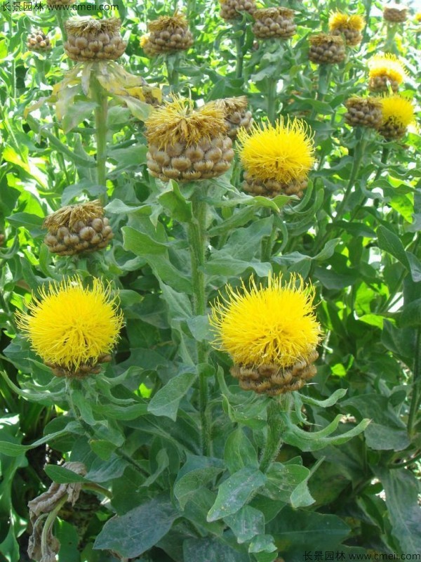 黃色矢車菊?qǐng)D片 黃色矢車菊?qǐng)D片