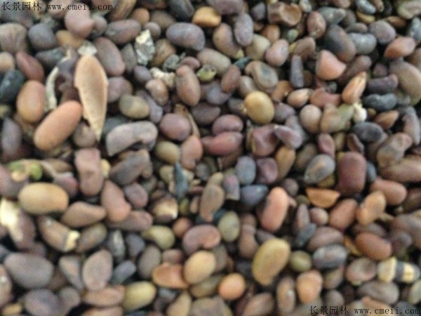 錦雞兒種子圖片 錦雞兒種子圖片