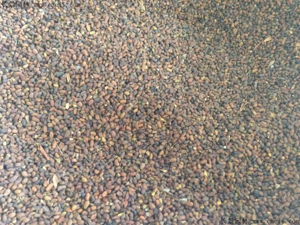 錦雞兒種子圖片 錦雞兒種子圖片