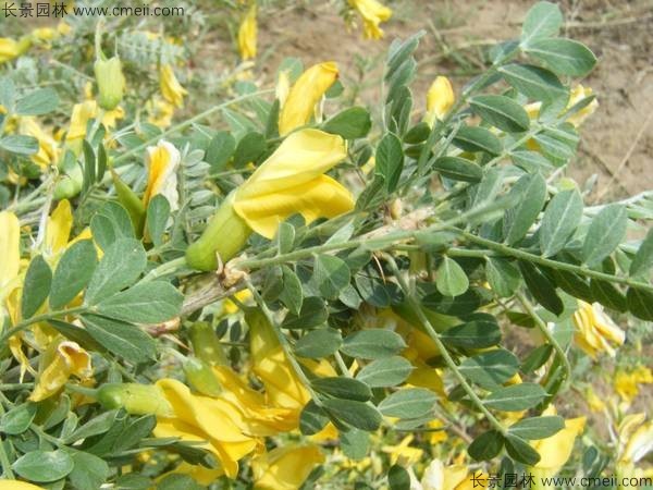 錦雞兒種子發芽出苗開花圖片 錦雞兒種子發芽出苗開花圖片