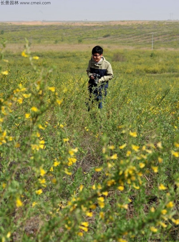 錦雞兒種子發芽出苗開花圖片 錦雞兒種子發芽出苗開花圖片