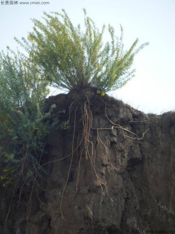 錦雞兒種子發芽出苗開花圖片 錦雞兒種子發芽出苗開花圖片