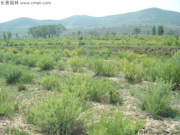 錦雞兒種子發芽出苗開花圖片 錦雞兒種子發芽出苗開花圖片