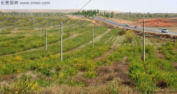 錦雞兒種子發芽出苗開花圖片 錦雞兒種子發芽出苗開花圖片
