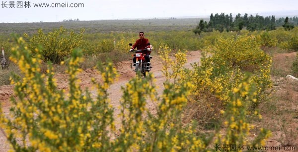 錦雞兒種子發芽出苗開花圖片 錦雞兒種子發芽出苗開花圖片