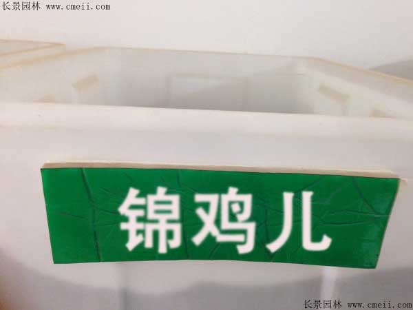 錦雞兒種子圖片 錦雞兒種子圖片