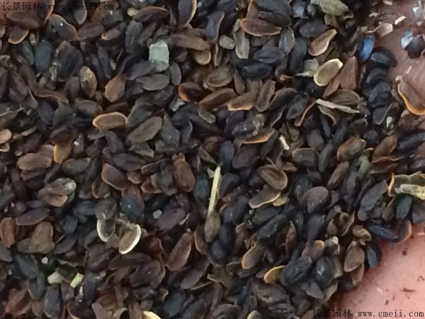 鈴鐺花種子圖片