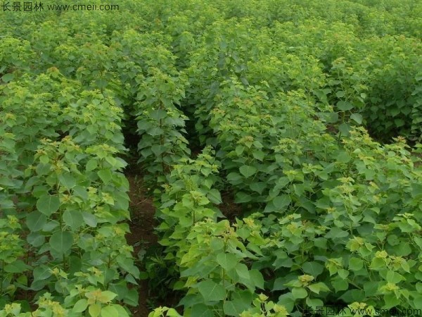 烏桕種子發芽出苗圖片 烏桕種子發芽出苗圖片