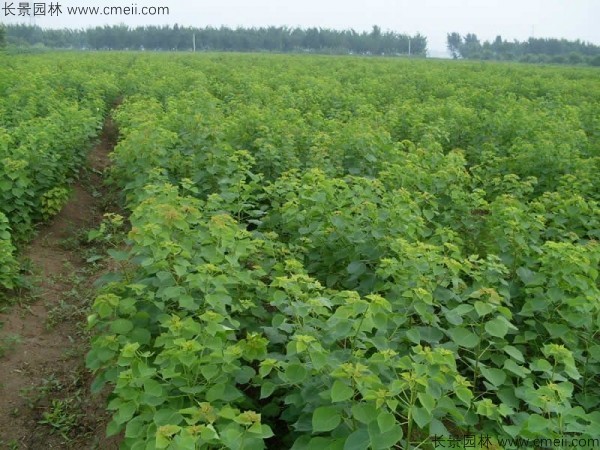 烏桕種子發芽出苗圖片 烏桕種子發芽出苗圖片