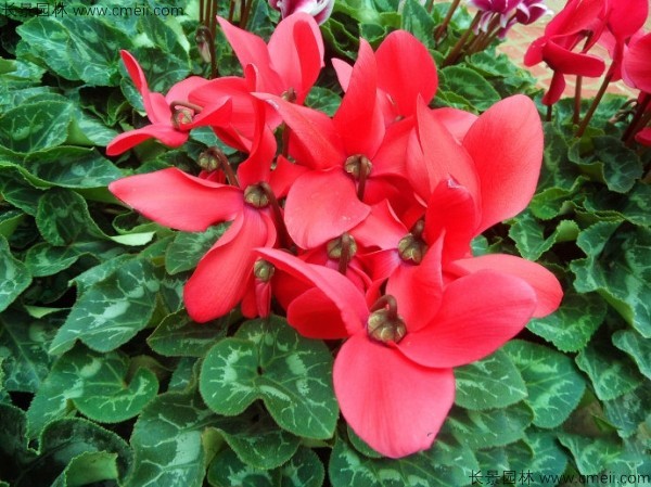 仙客來種子發芽出苗開花圖片