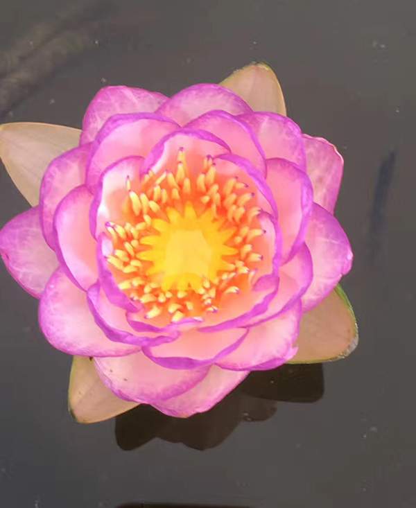 荷花種植基地實拍優(yōu)質(zhì)品種類