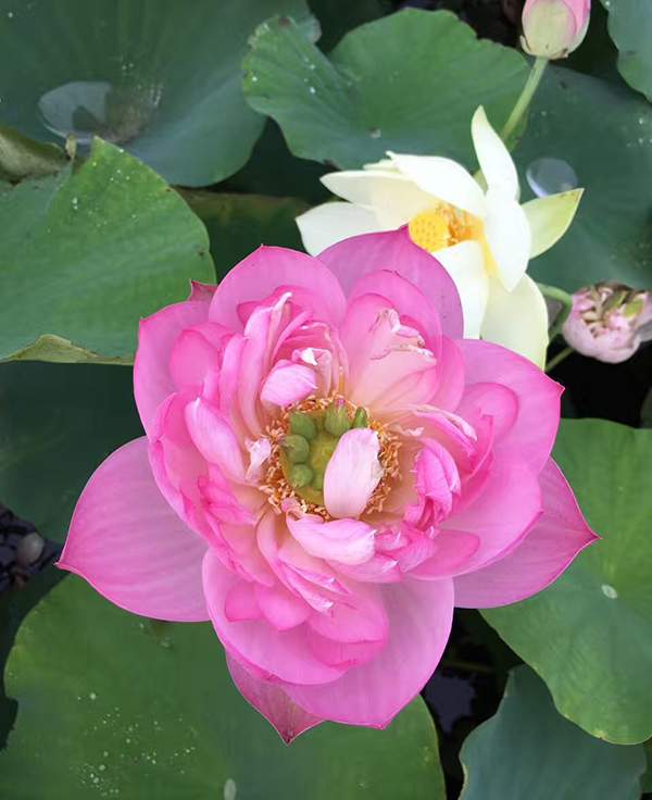 荷花種植基地實拍優(yōu)質(zhì)品種類