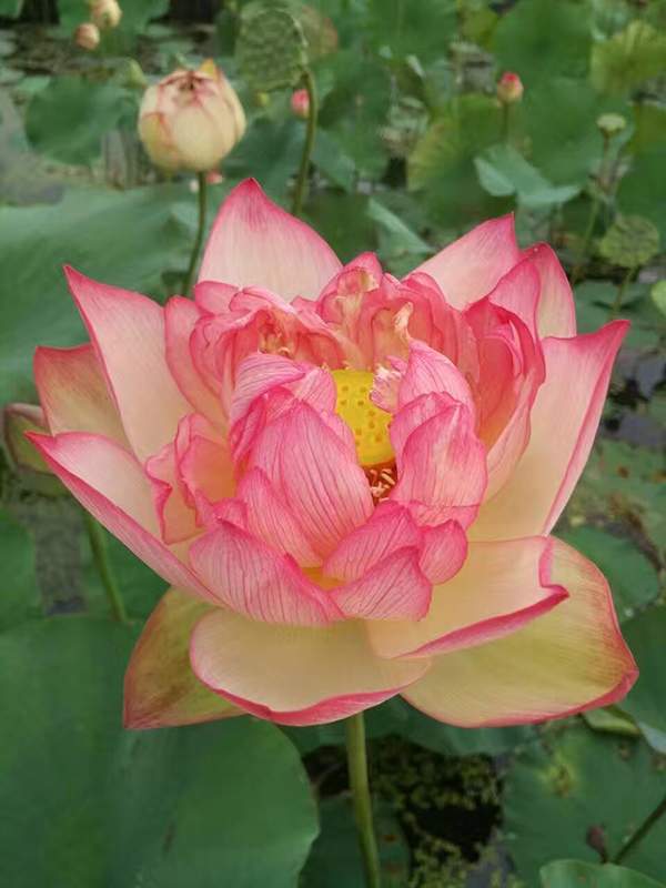 荷花種植基地實拍優(yōu)質(zhì)品種類