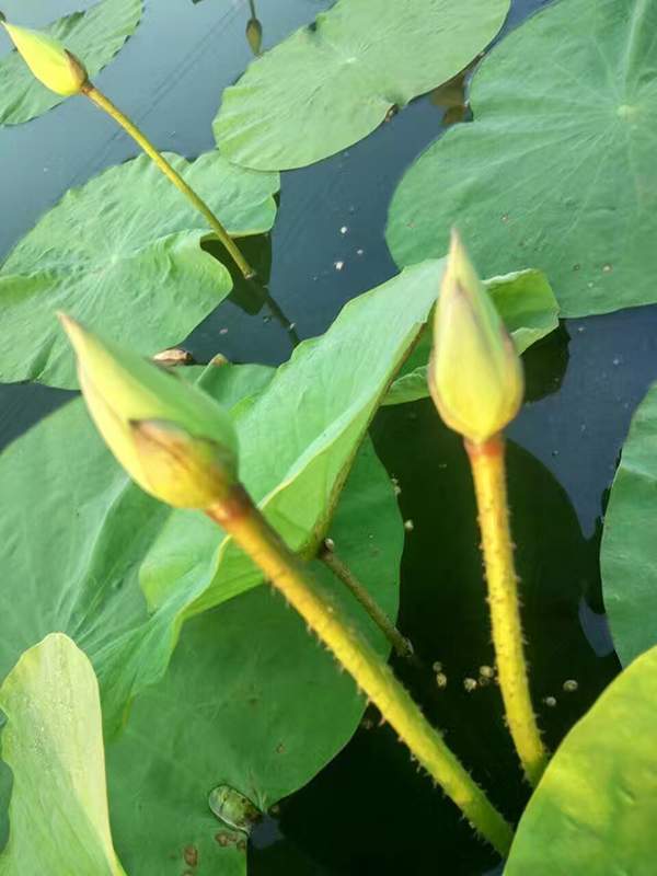 荷花種植基地實拍優(yōu)質(zhì)品種類